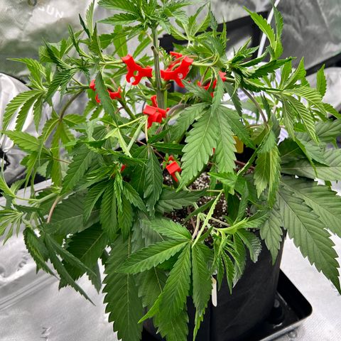 Runtz Muffin growlog timeline photo