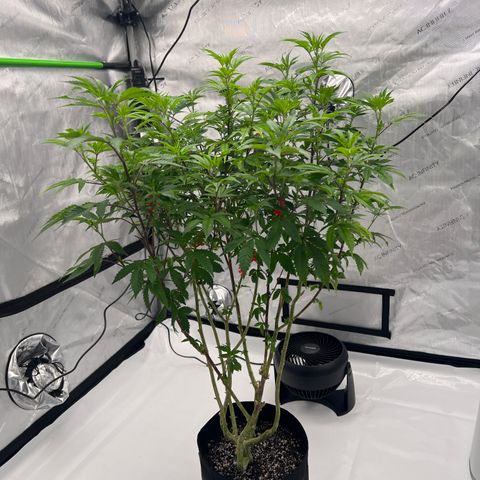 Space Apples growlog timeline photo