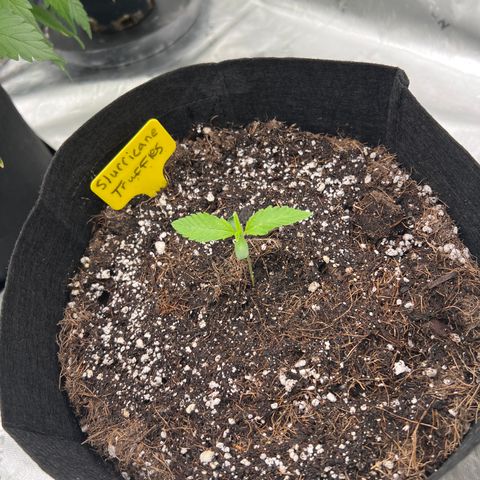 Slurricane Truffles growlog timeline photo