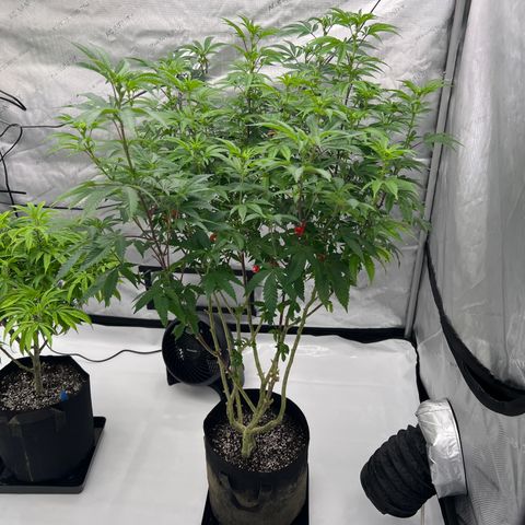 Space Apples growlog timeline photo