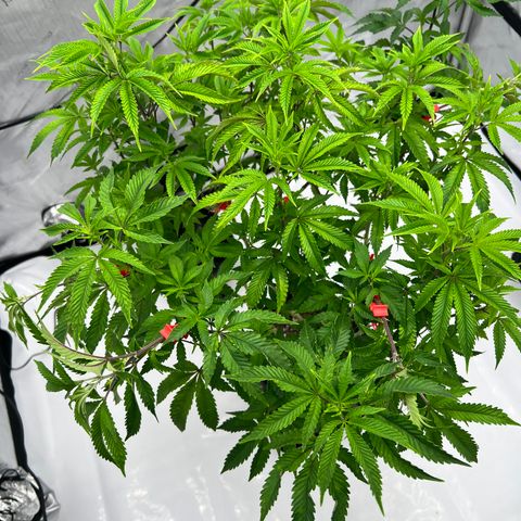 Space Apples growlog timeline photo