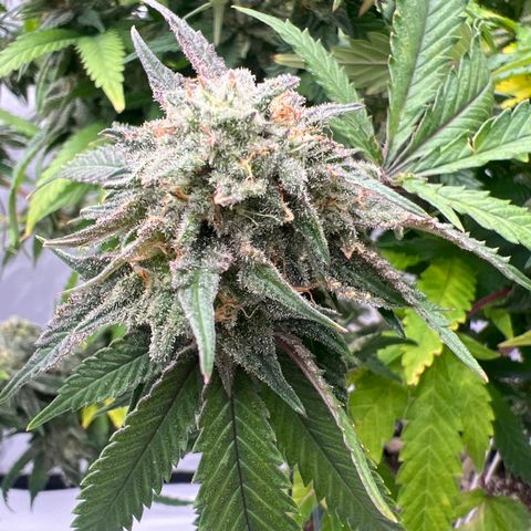 Purple P growlog timeline photo