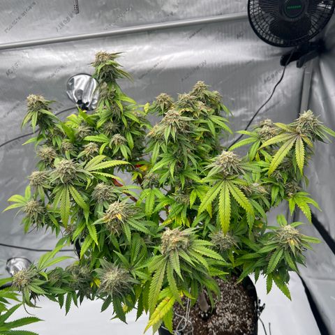 Purple P growlog timeline photo