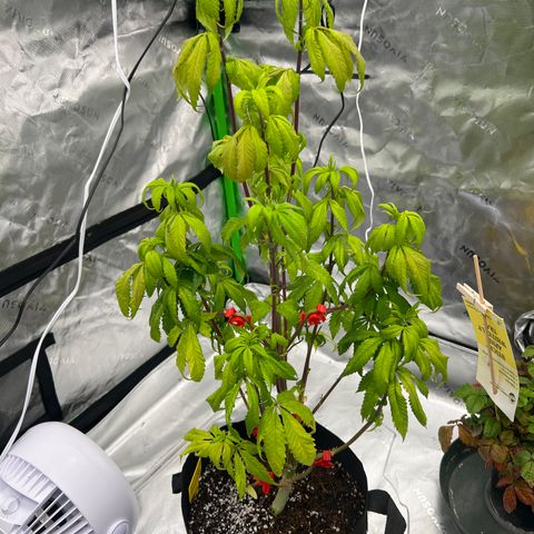 Slurricane Truffles growlog timeline photo