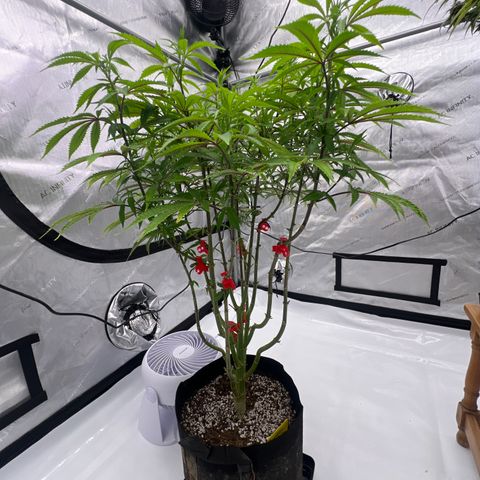 Runtz Muffin growlog timeline photo