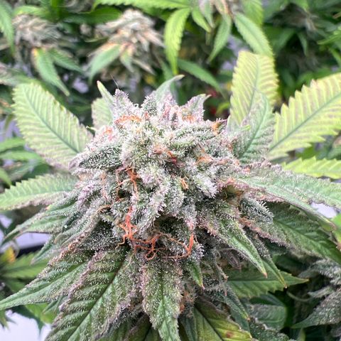 Purple P growlog timeline photo