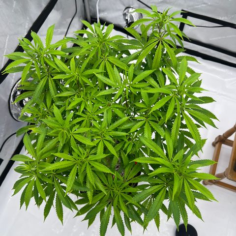 Runtz Muffin growlog timeline photo