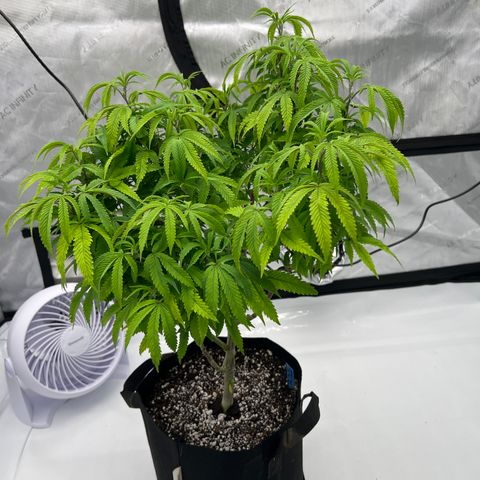 Purple P growlog timeline photo