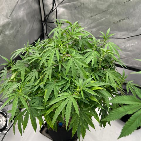 Purple P growlog timeline photo
