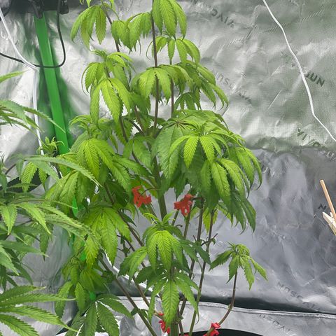 Slurricane Truffles growlog timeline photo