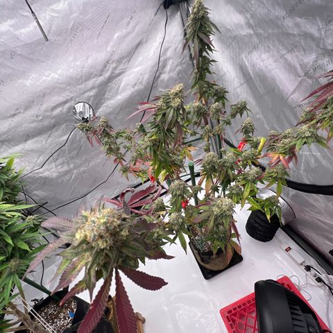 Space Apples growlog timeline photo