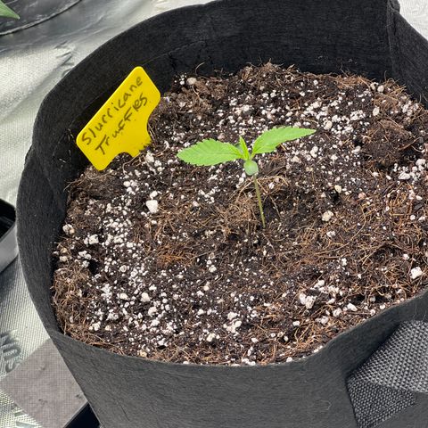 Slurricane Truffles growlog timeline photo