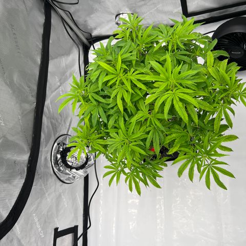 Purple P growlog timeline photo