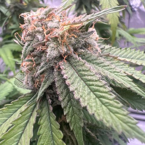 Purple P growlog timeline photo