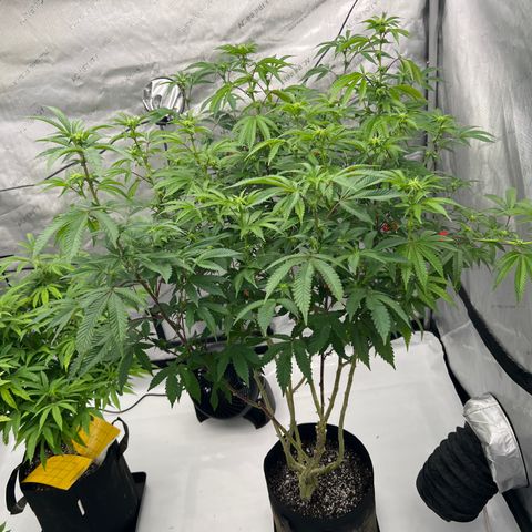 Space Apples growlog timeline photo