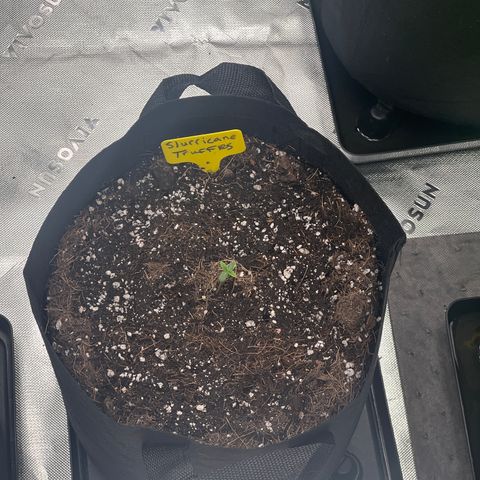 Slurricane Truffles growlog timeline photo