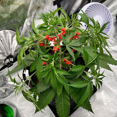 Runtz Muffin growlog timeline photo
