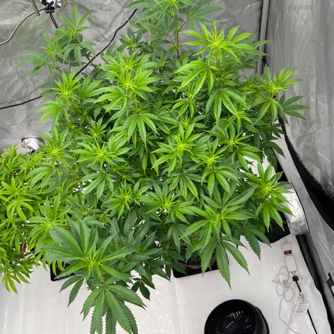 Space Apples growlog timeline photo