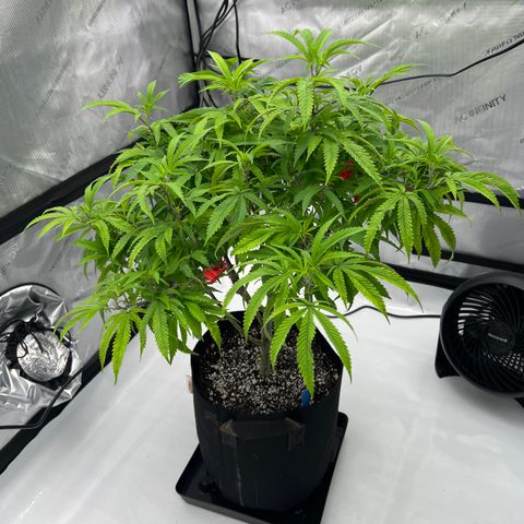 Purple P growlog timeline photo