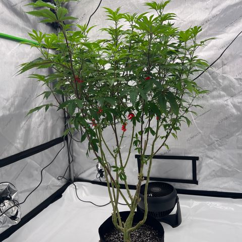 Space Apples growlog timeline photo