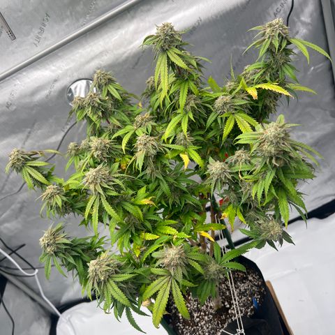 Purple P growlog timeline photo