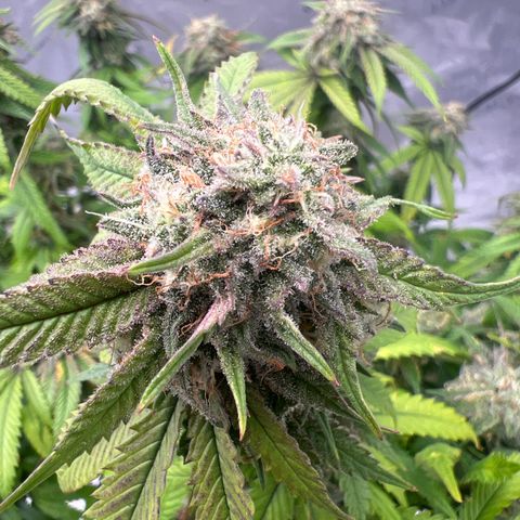 Purple P growlog timeline photo