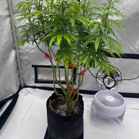 Runtz Muffin growlog timeline photo