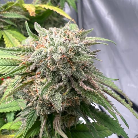 Purple P growlog timeline photo