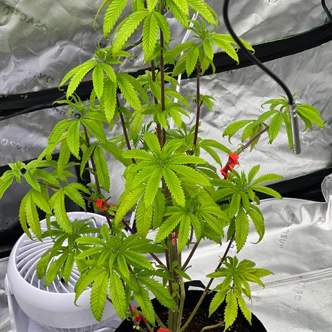 Slurricane Truffles growlog timeline photo