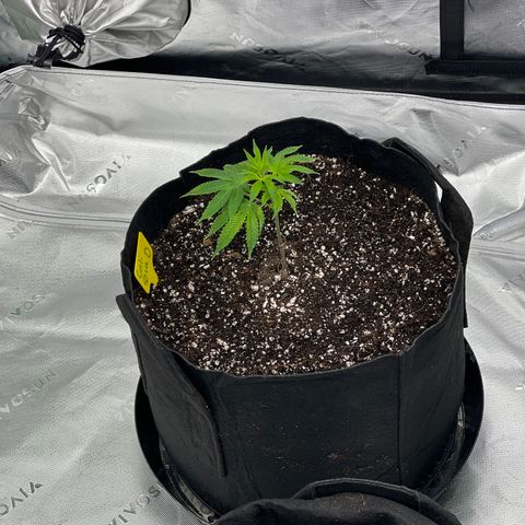 Cali Diesel growlog timeline photo