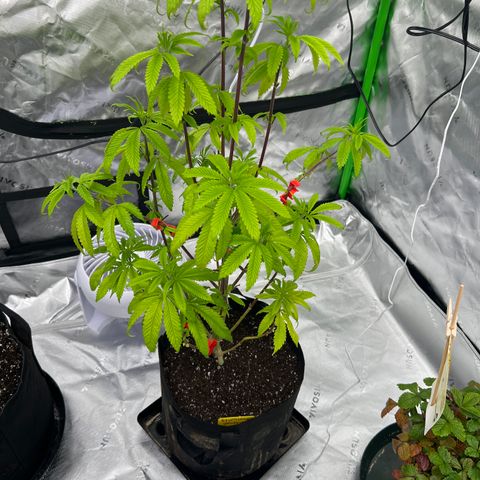 Slurricane Truffles growlog timeline photo