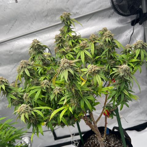 Purple P growlog timeline photo