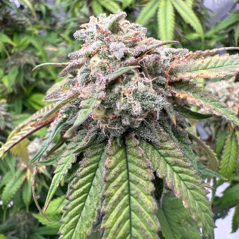 Purple P growlog timeline photo