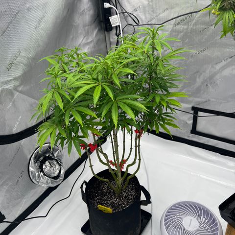 Runtz Muffin growlog timeline photo