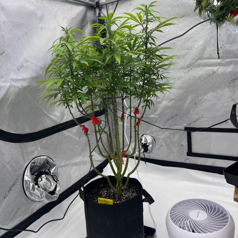Runtz Muffin growlog timeline photo