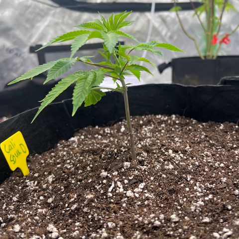 Cali Diesel growlog timeline photo