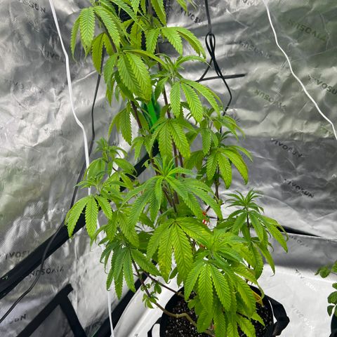 Slurricane Truffles growlog timeline photo