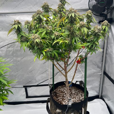 Purple P growlog timeline photo