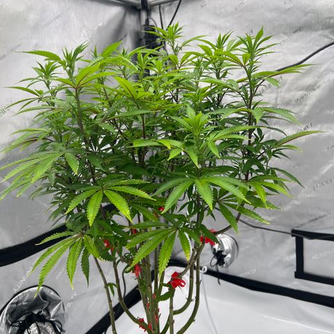 Runtz Muffin growlog timeline photo