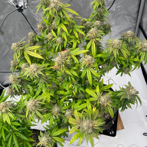 Purple P growlog timeline photo