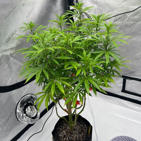 Runtz Muffin growlog timeline photo