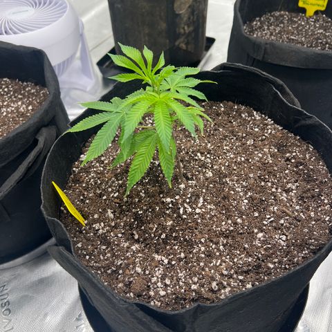Cali Diesel growlog timeline photo