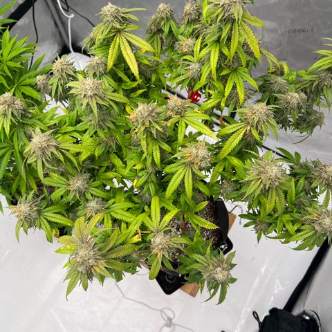 Purple P growlog timeline photo