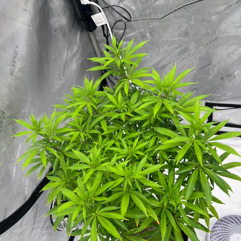 Runtz Muffin growlog timeline photo