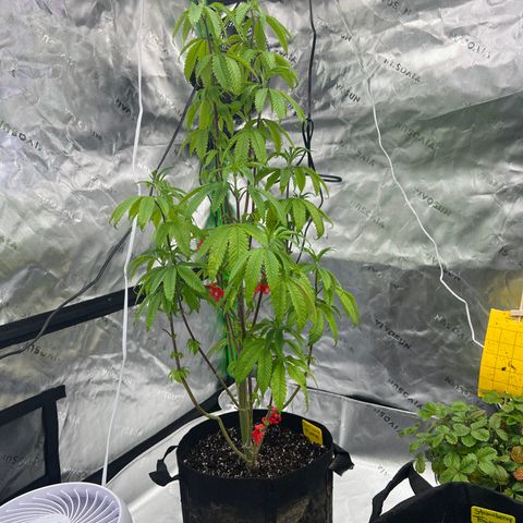 Slurricane Truffles growlog timeline photo