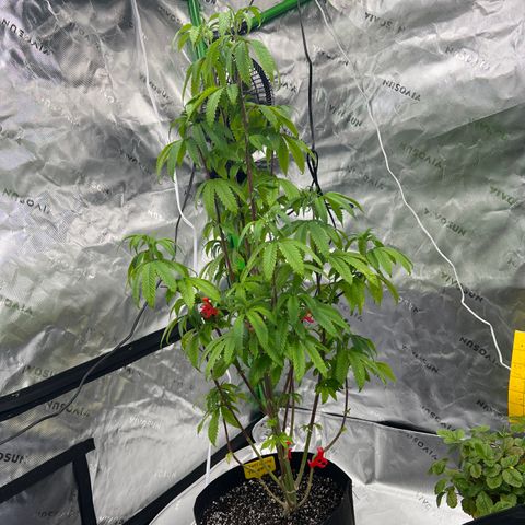 Slurricane Truffles growlog timeline photo