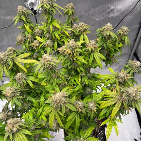 Purple P growlog timeline photo