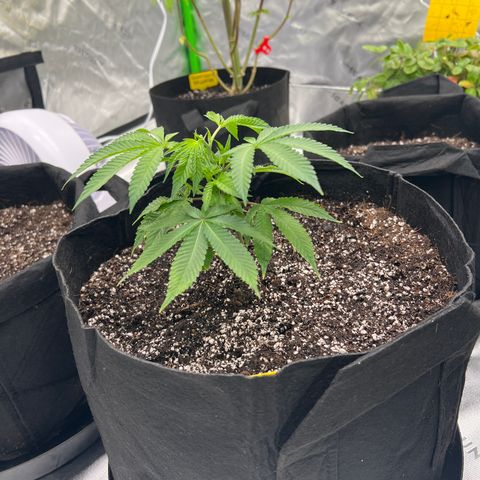 Cali Diesel growlog timeline photo
