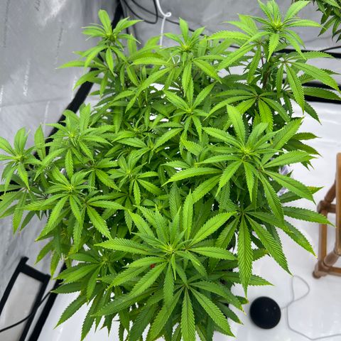 Runtz Muffin growlog timeline photo