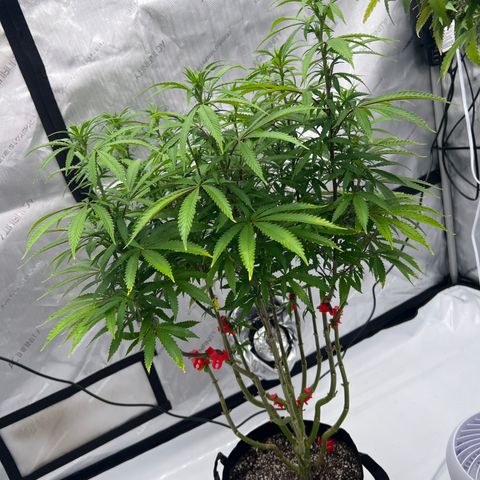 Runtz Muffin growlog timeline photo